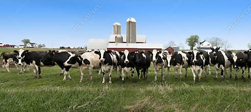 Wisconsin Dairy Cows Panorama Panoramic Banner