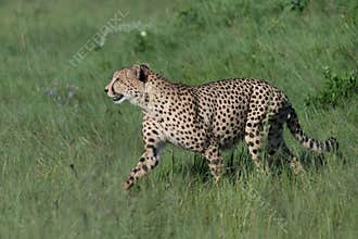 African cheetah, Masai Mara National Park, Kenya,