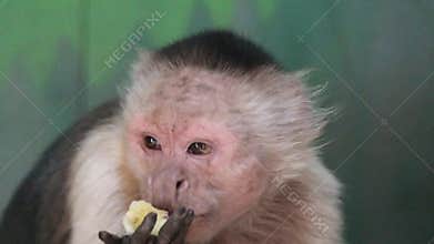 Capuchin monkey eating in enclosure of Uk wildlife park.