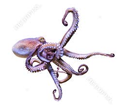 Close-up view of a Common Octopus Octopus vulgaris, isolated