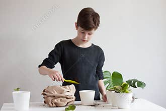 Transplanting domestic plants into flower pots