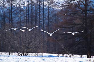 Kushiro japanese crane center
