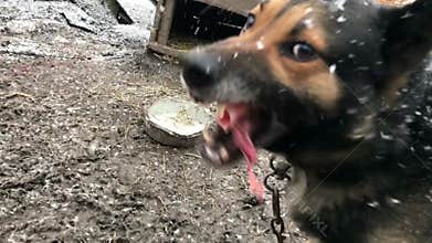 Barking enraged shepherd dog outdoors. The dog looks aggressive