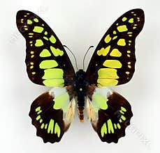 Green tropical butterfly Graphium cyrnus isolated on white. Collection butterflies. Papilionidae. Lepidoptera.