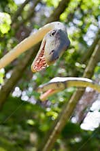 Tanystropheus longobardicus