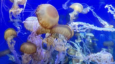 School of Jellyfish swimming in a tank of blue water