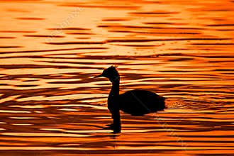 Great Crested Grebe, Podiceps cristatus, swimming on a lake at sunset