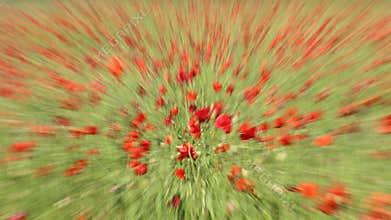 Spring flowers in May abstract in circular pattern
