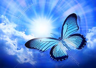 Butterfly Blue Sky Sun Nature