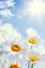 Abstract vintage floral summer background