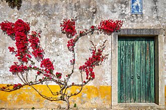 Old wall with a door and red blooming flower