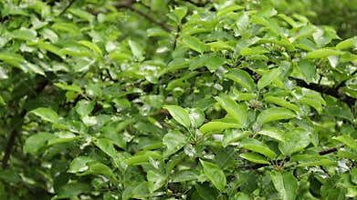 Moisture on green leaves after heavy rain