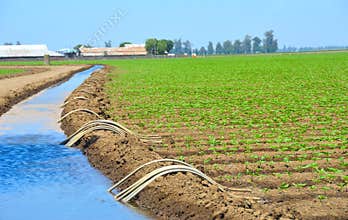Field of Organic Crop Irrigation