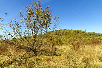 Lonely dry apple tree