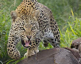 African Leopard, snarling, South Africa