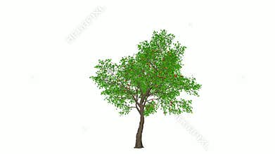 Apple Tree timelapse growing, against white background