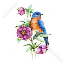 Bluebird on blooming hellebore pink flower watercolor illustration. Realistic floral spring image Isolated on the white