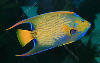 Coral fish