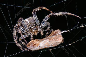 Spider with his victim
