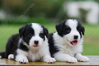 Border Collie puppy