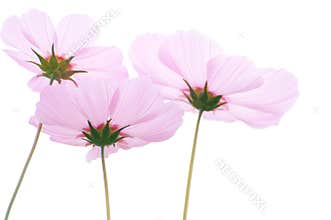 Backlight of pink Cosmos flower, low angle