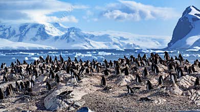 Gentoo penguins - Pygoscelis papua - on rocks in front of Southern Ocean with icebergs and mountains at Cuverville, Antarctica
