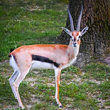 Gazelle with Horns in Captivity