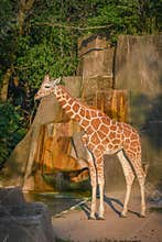 Giraffe During Golden Hour at the Zoo