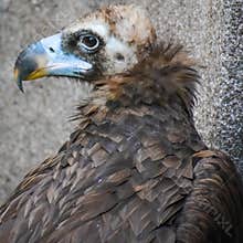Close Up of Vulture in Captivity