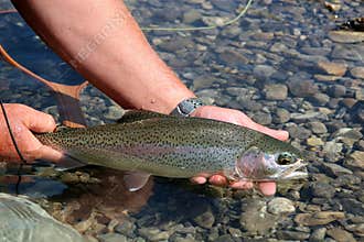 Rainbow Trout