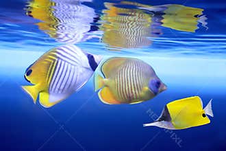 Tropical fishes