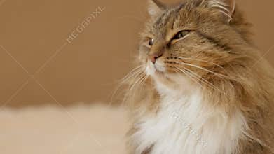 Cute curious cat lying on bed on plaid indoors and looking playful, fluffy Siberian cat, concept of lovely pets