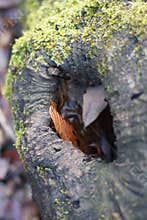 Trunk hole with dead leaves for animal refuge for biodiversity