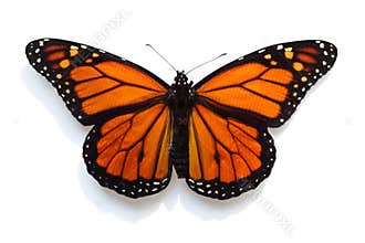 Monarch Butterfly