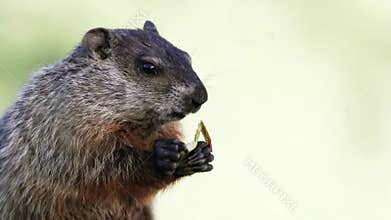 Groundhog closeup left eating sliced apple light green background