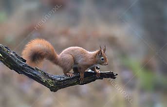 Red squirrel in a Dutch forrest