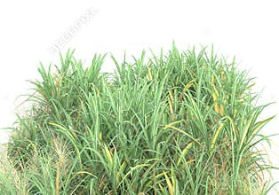 Green surface covered with wild grass and meadow
