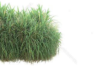 Green surface covered with wild grass and meadow