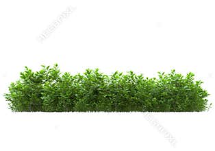 Banner grass field for composition