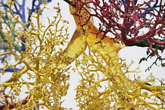 Tree of veins 3