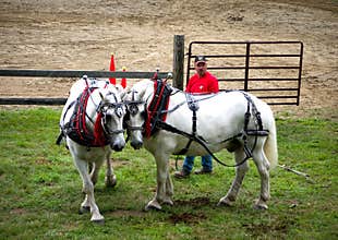 Horse Pull Competition