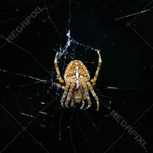 Spider