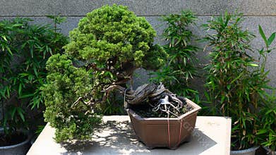 Lush bonsai conifer tree in a terracotta pot, Asia.