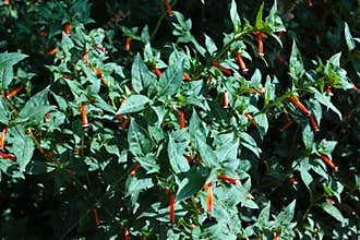 Flowering Cigar plant tropical evergreen sub-shrub in sunlight bright red bloom