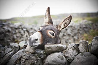 Nice Irish Donkey Behind A Stone Wall