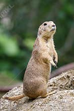 Close up of a Prairie dog