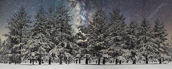 Night Skies Snow Covered Fir Trees Nighttime Winter