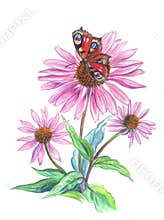Echinacea and butterfly. Watercolor painting