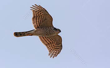Sparrowhawk