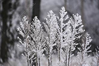 Rime Ice Frost on Dead Flowers